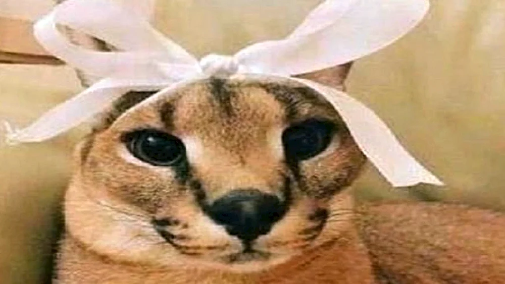 Shleppa floppa