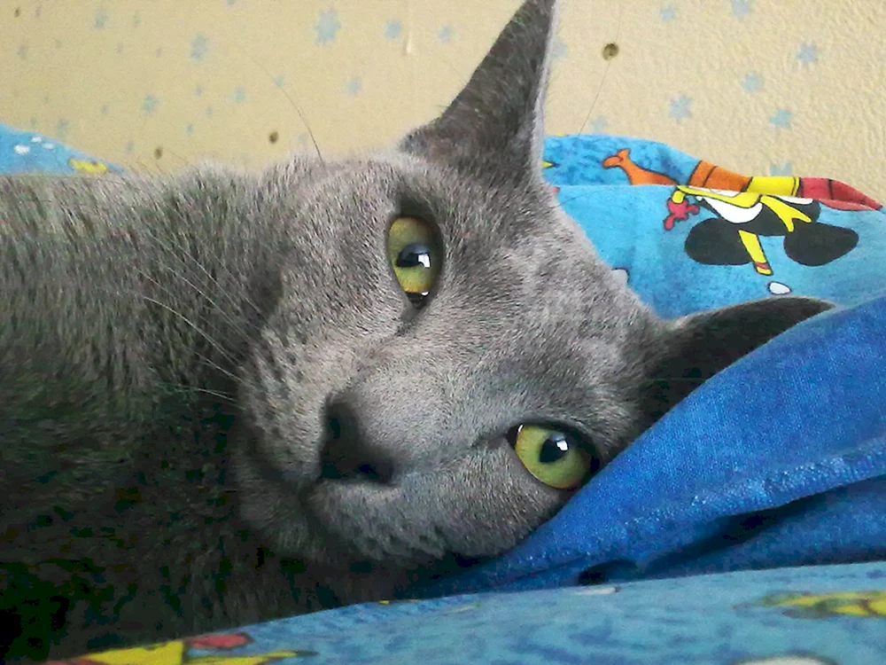 Shlera die große russische Katze