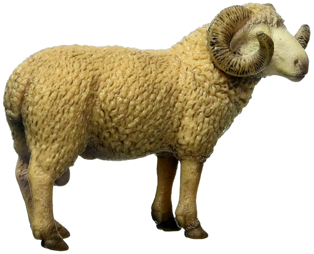 Schaf auf weißem Hintergrund