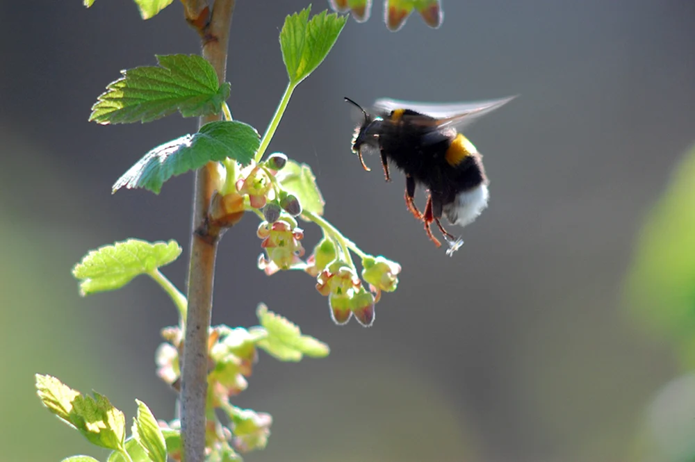 Pennsylvania Hummel