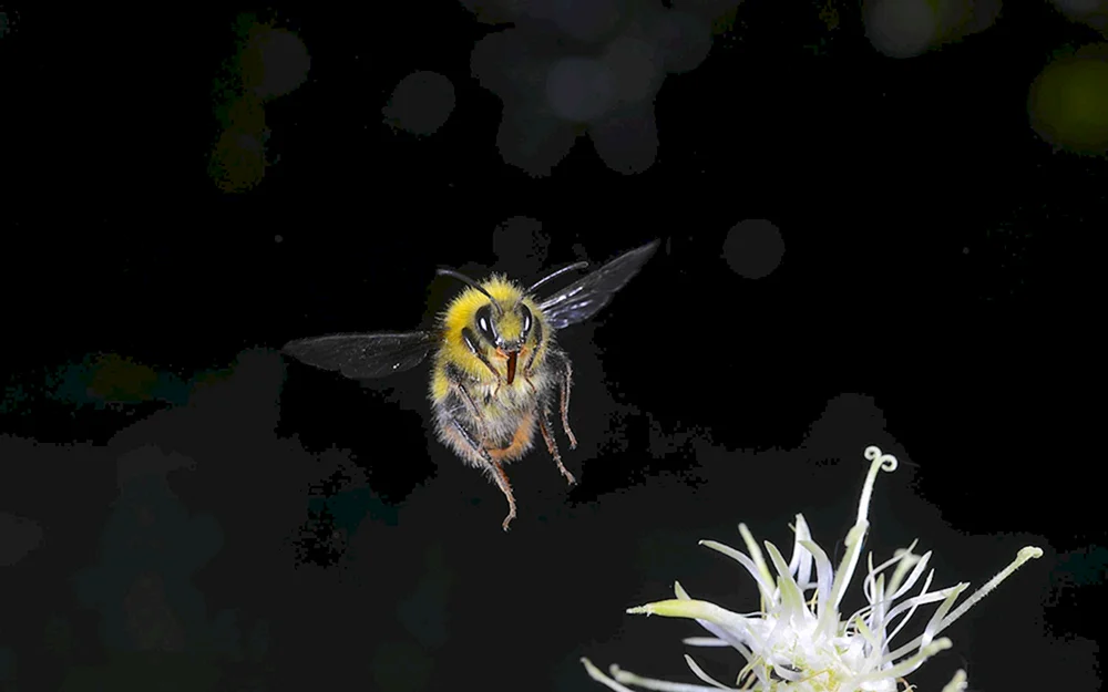 Pechelava Hummel