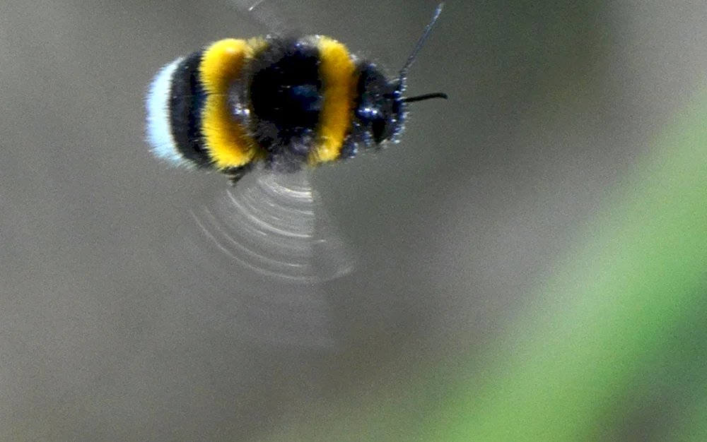Steppenhummel Bombus fragrans
