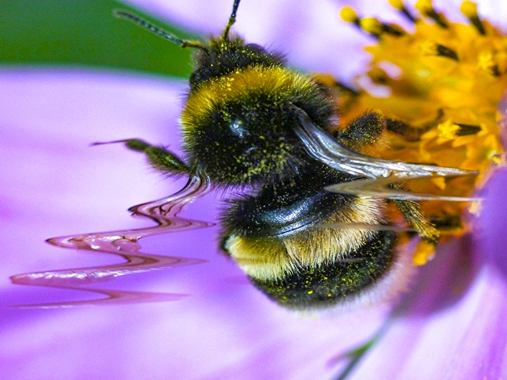Hummel modestus