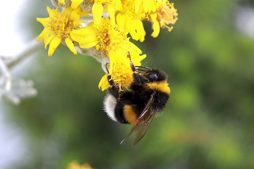 Hummel auf Gänseblümchen