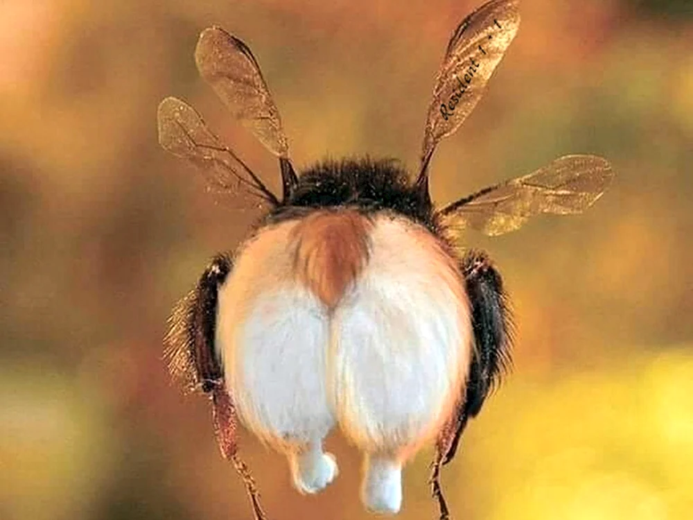 Saffron Bumblebee