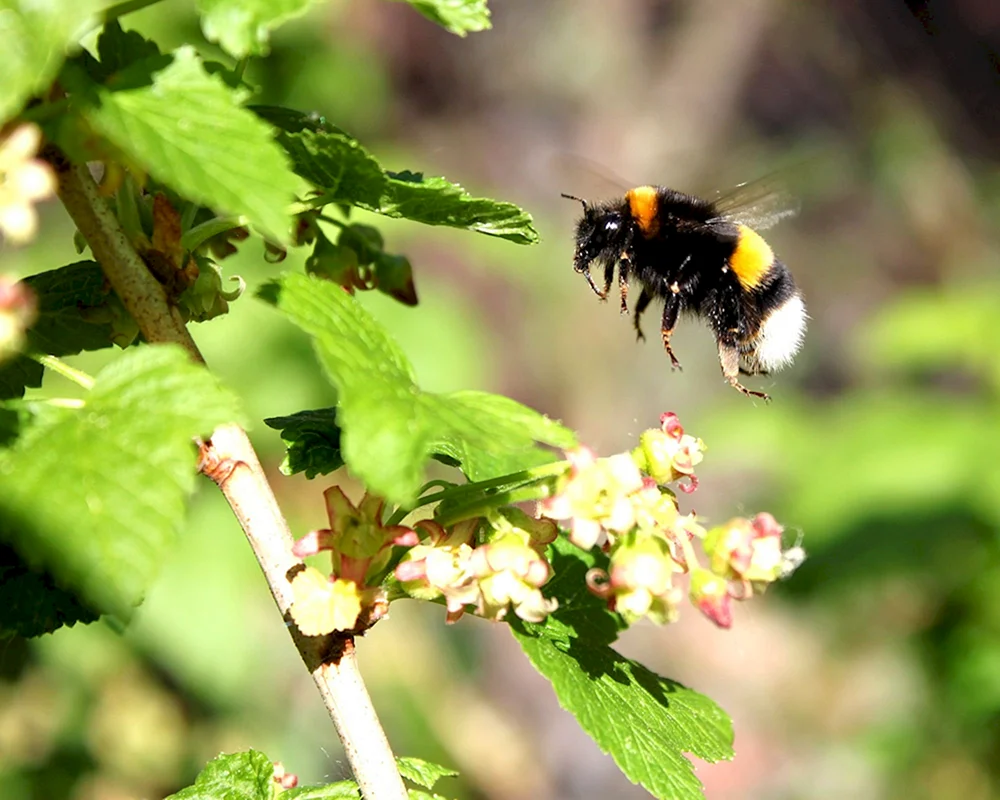 Hummel fliegend
