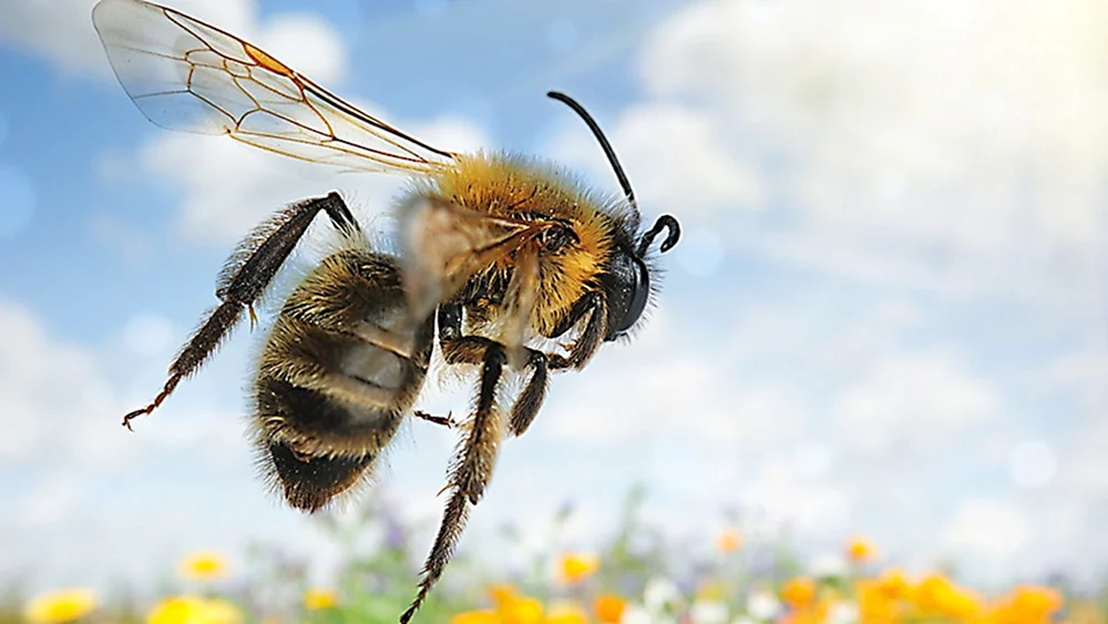 Hummel