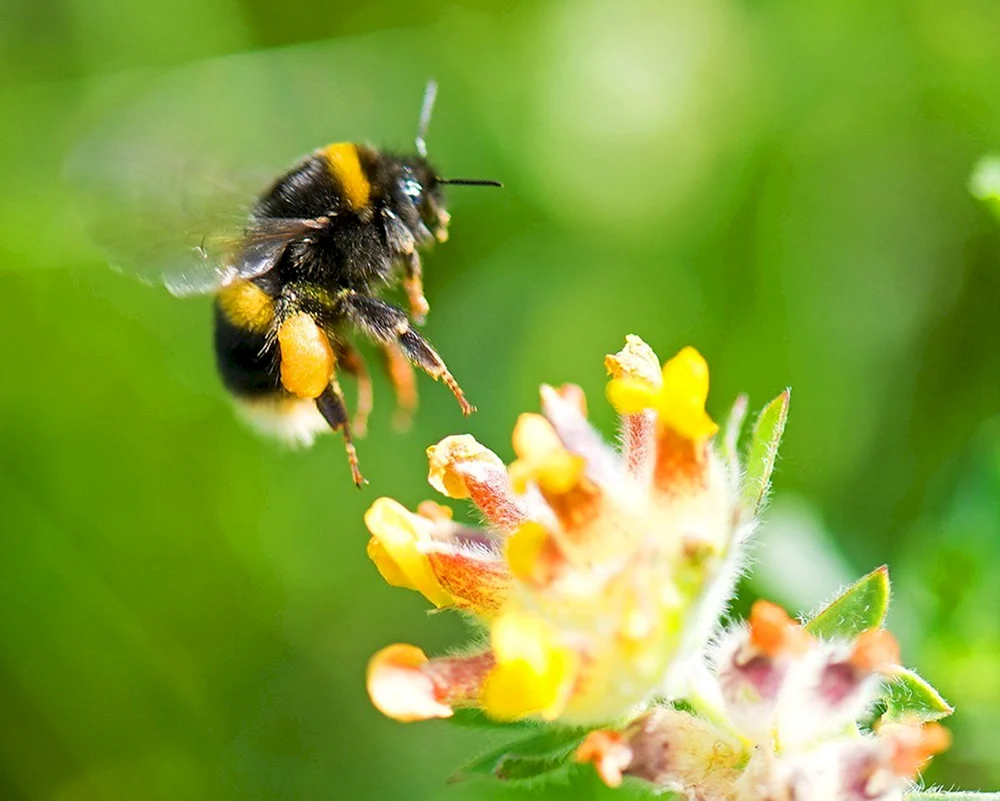 Hummel sporadicus