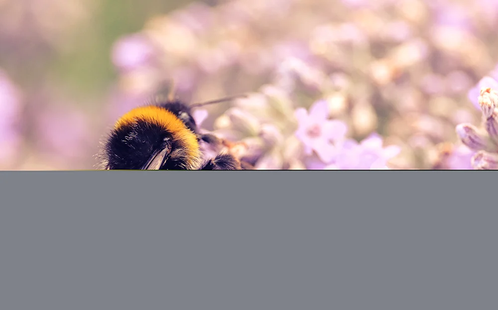Saffron Bumblebee