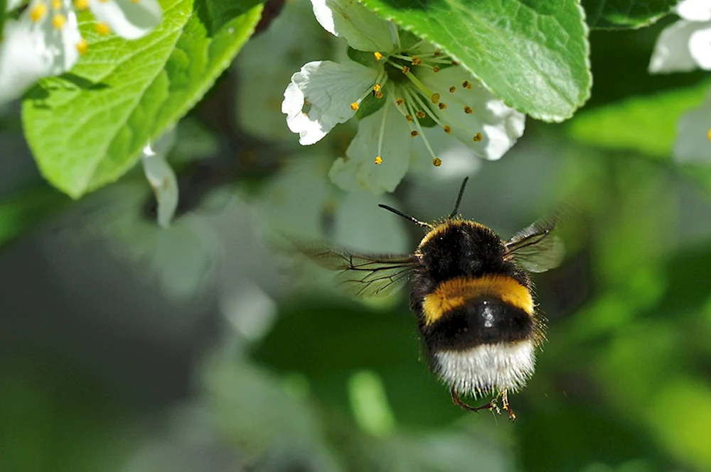 Hummel weißmantelig