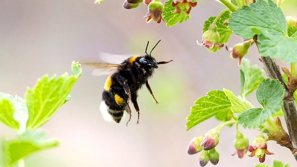 Hummel beim Bestäuben von Tomaten