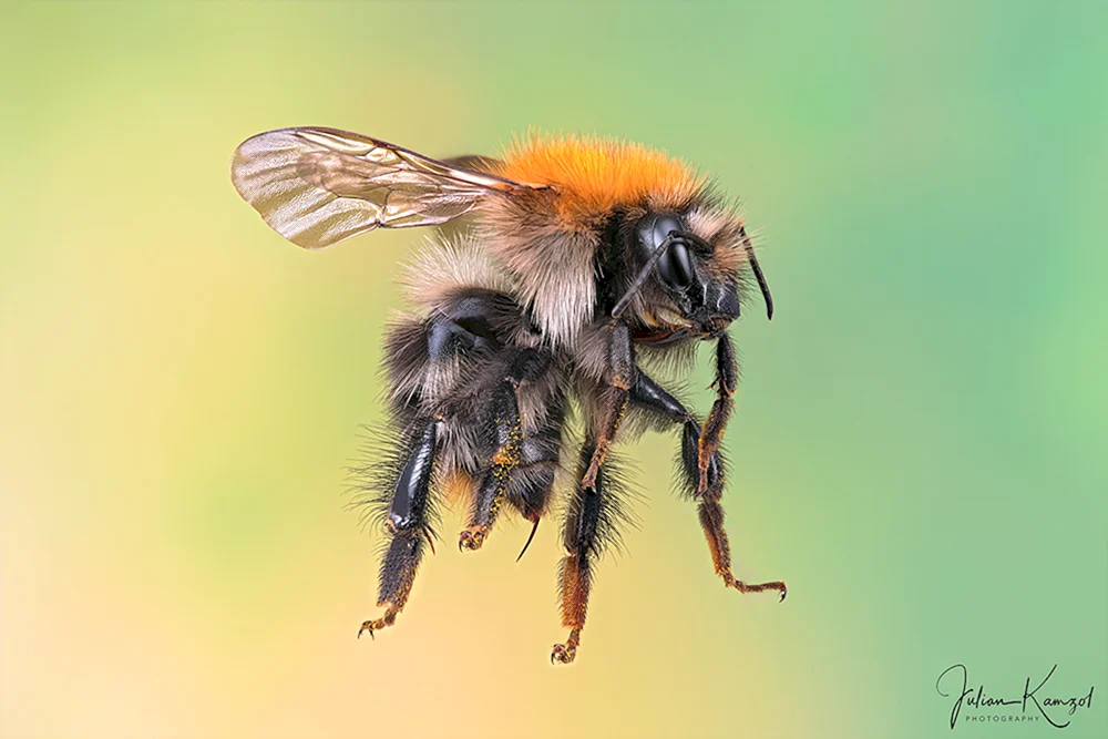 Steppenhummel
