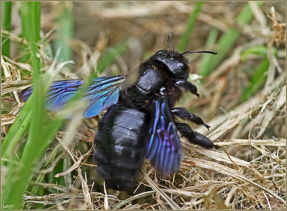 Dybowski's Hornisse schwarz