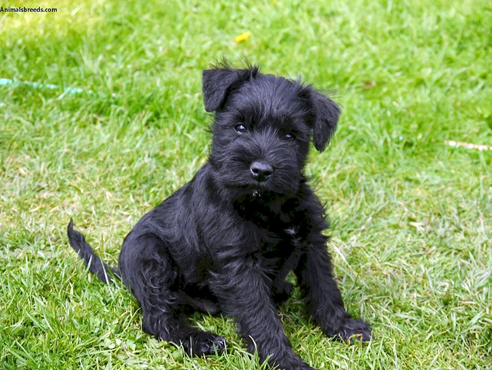 Schnauzer Terrier