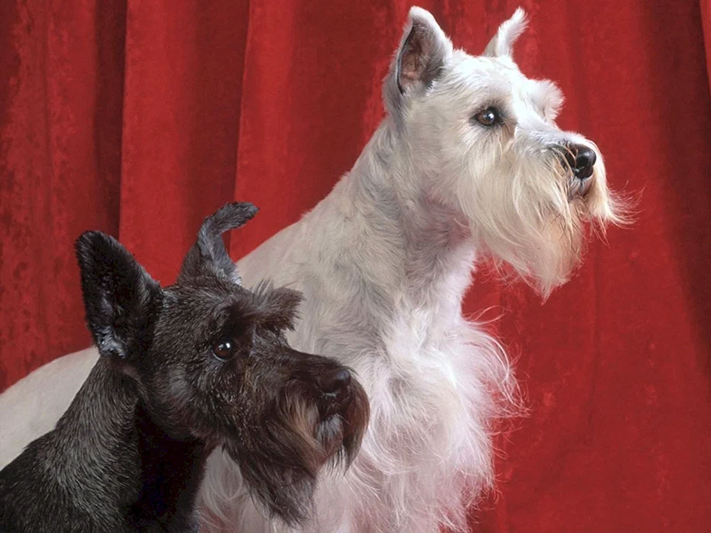 Behaarte Hunderasse. Riesenschnauzer
