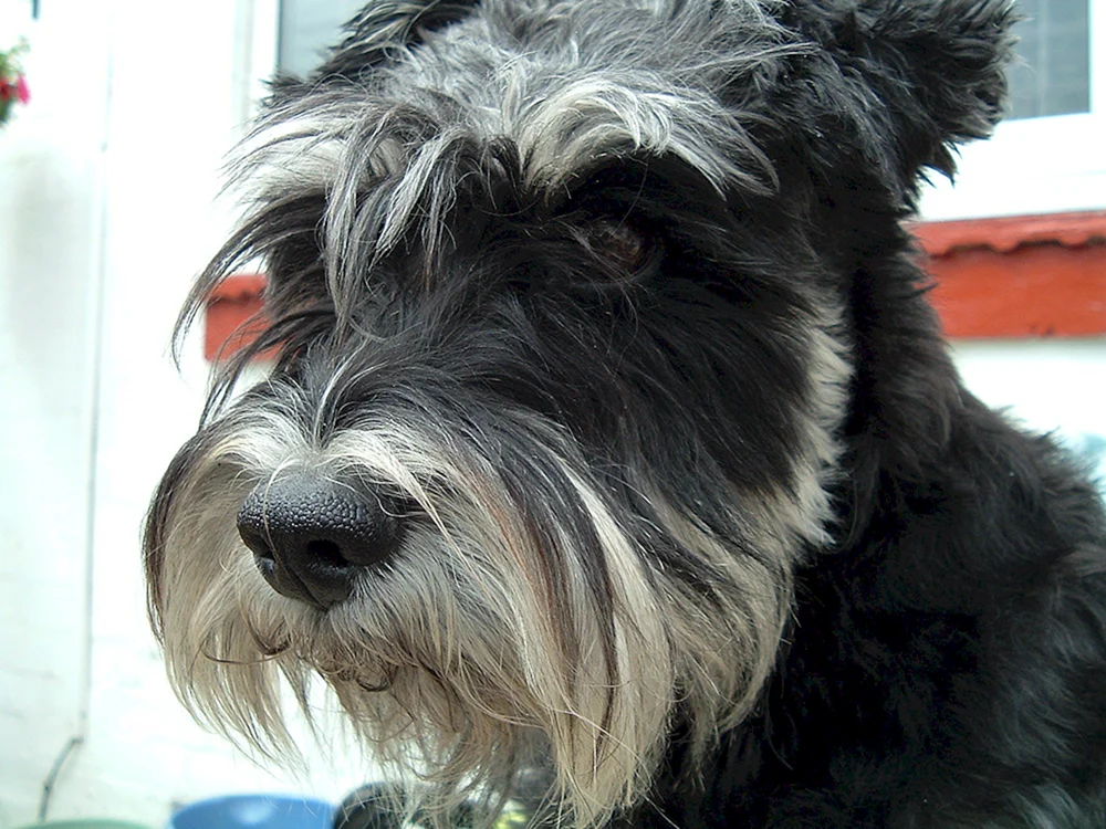 Schnauzer Terrier