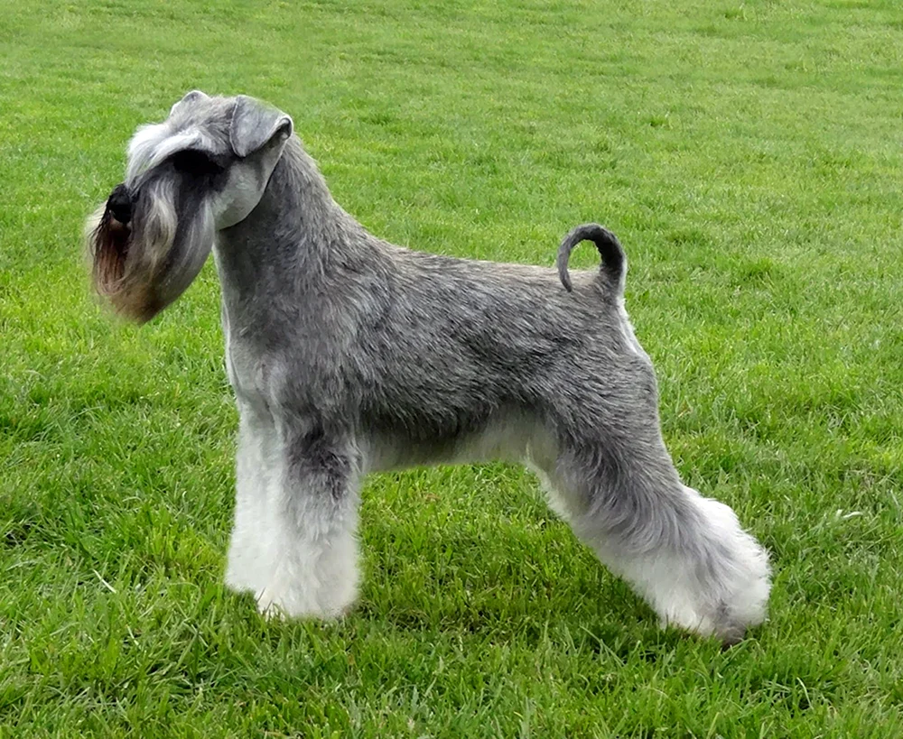 Shaggy Terrier