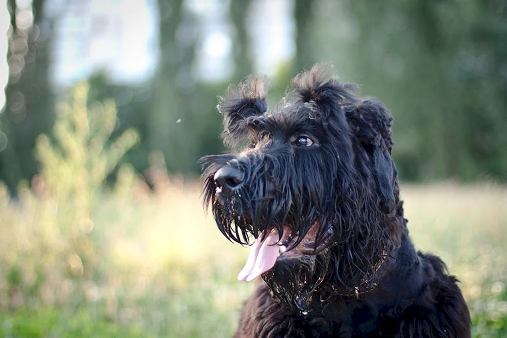 Schnauzer Terrier Schwarz