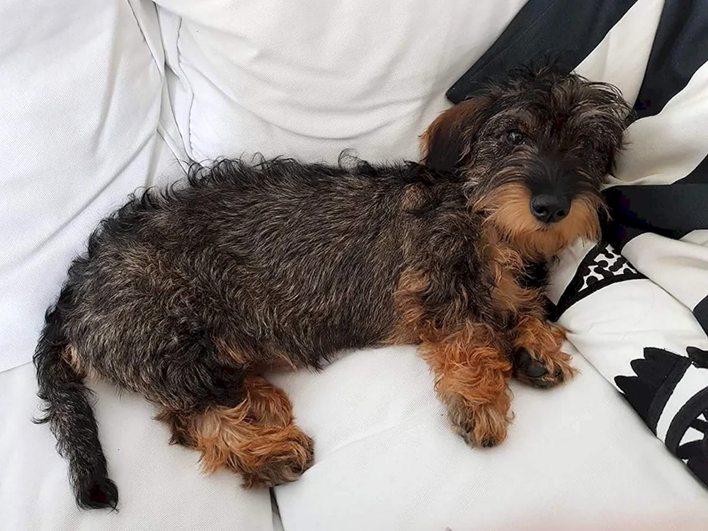 Schnauzer Terrier Mischling