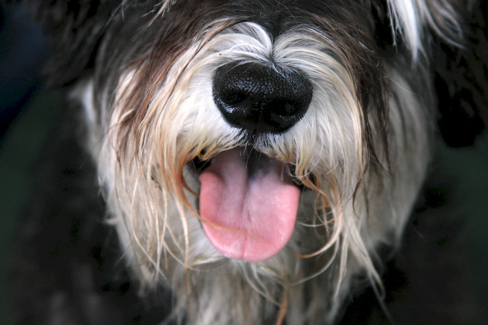 Schnauzer Zwerg Shaggy