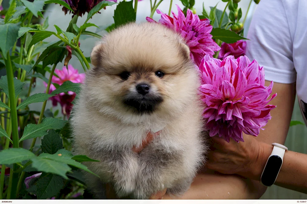 Schnitzelhund