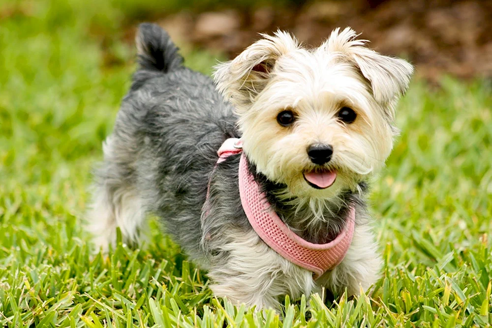 Schnoodle Terrier