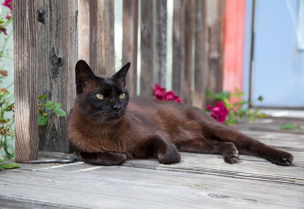 Schoko-Britisch Exotisch Katze