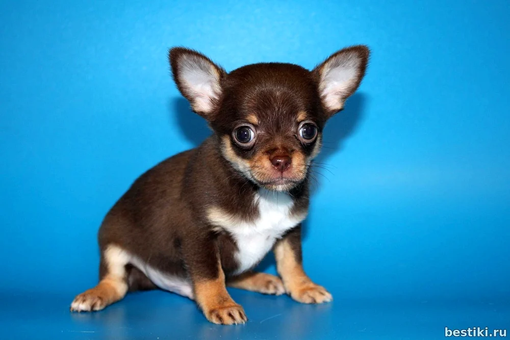 Chocolate sable Chihuahua