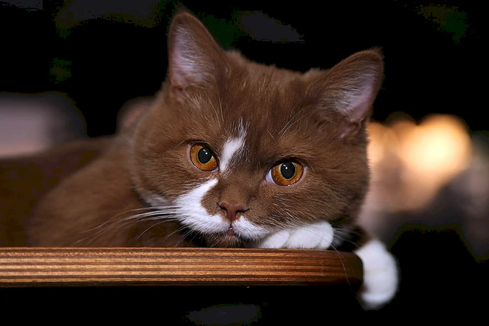 Chocolate britische Katze
