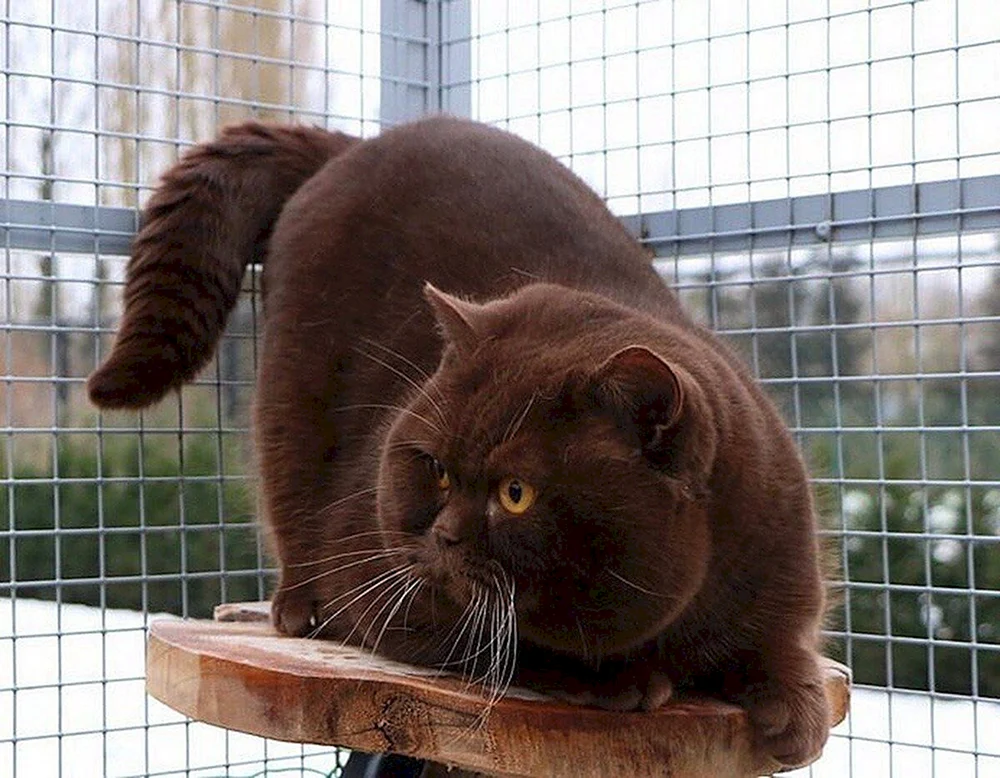 Britisch Kurzhaarkatze cinnamon