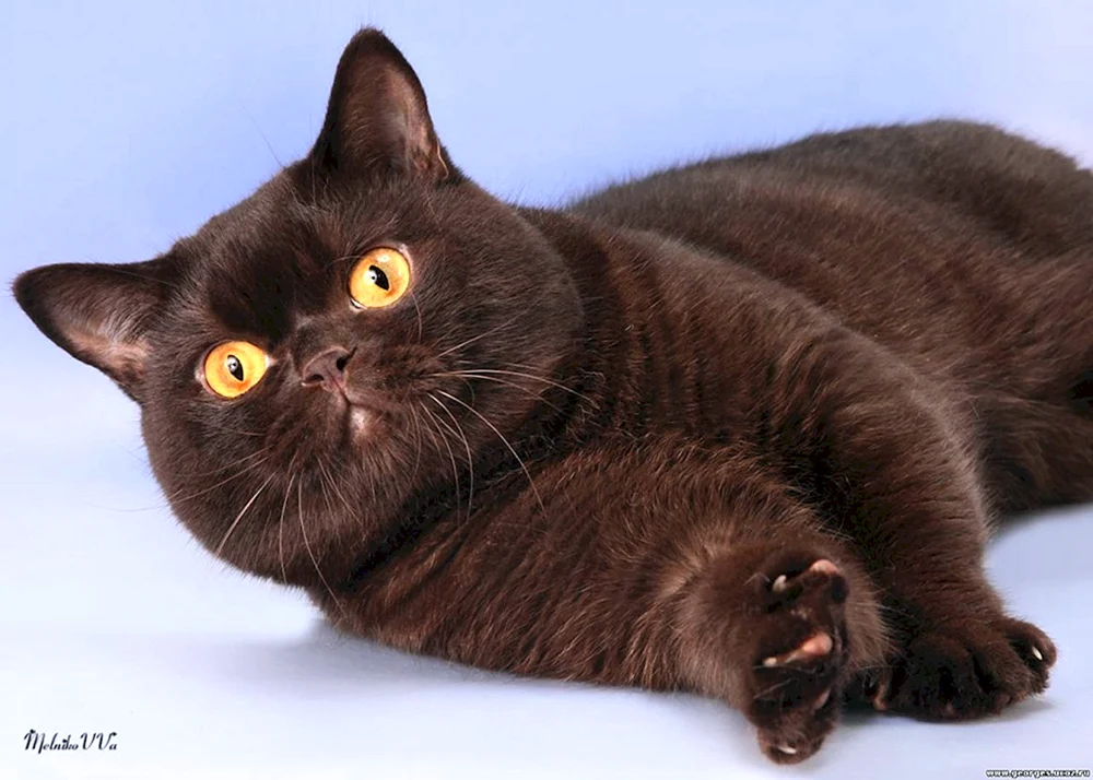 Zimtfarbe bei Katzen