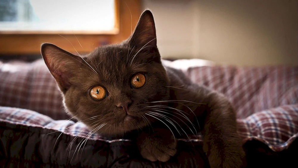 Cinnamon. Britisch