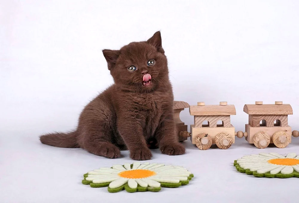Munchkin Katze Schokolade