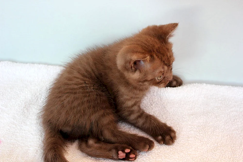 Britisch Kurzhaar Katze Cinnamon