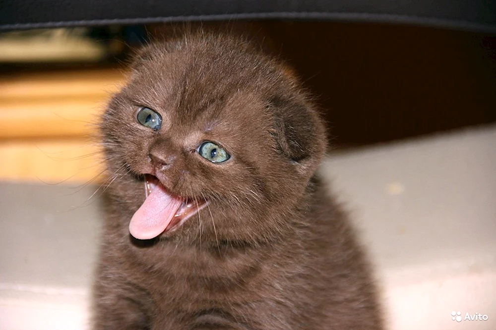 Britisch Kurzhaarkatze cinnamon