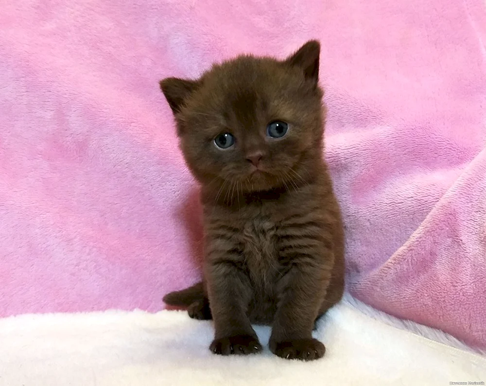 Chocolate British Lop-eared