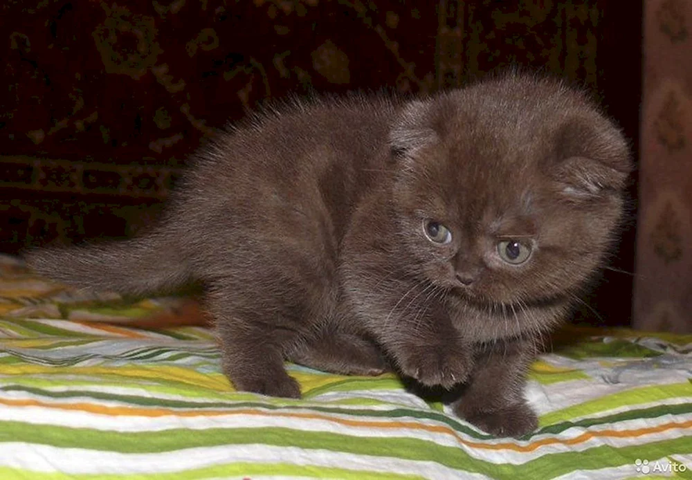 Schokolade Britische Katze