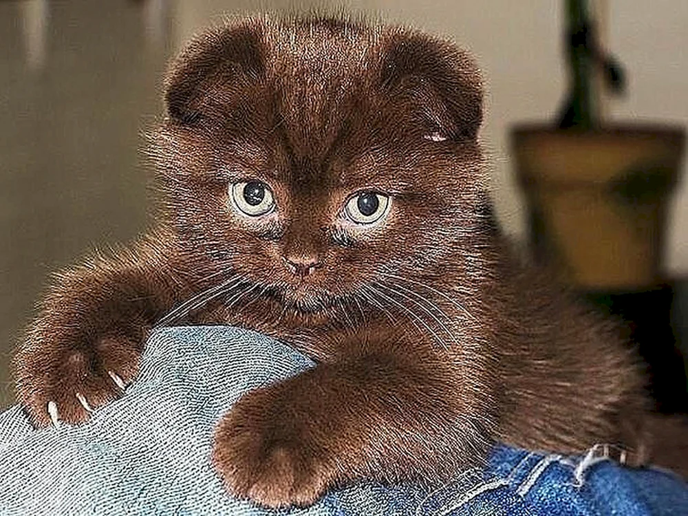 Britische Schopfohrkatze Zimt
