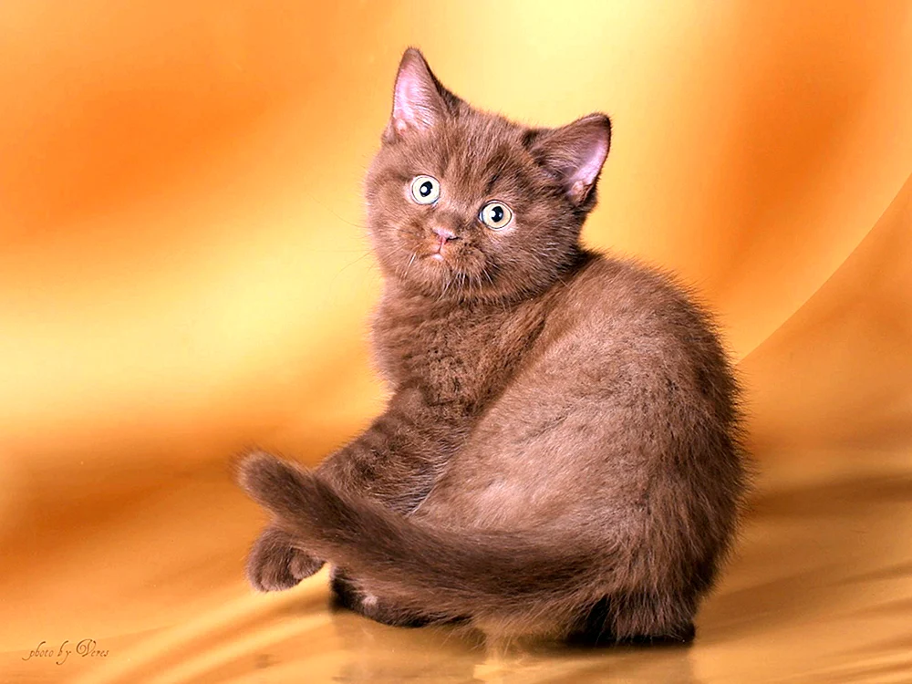 Britisch Kurzhaar Zimtkatze Zimt