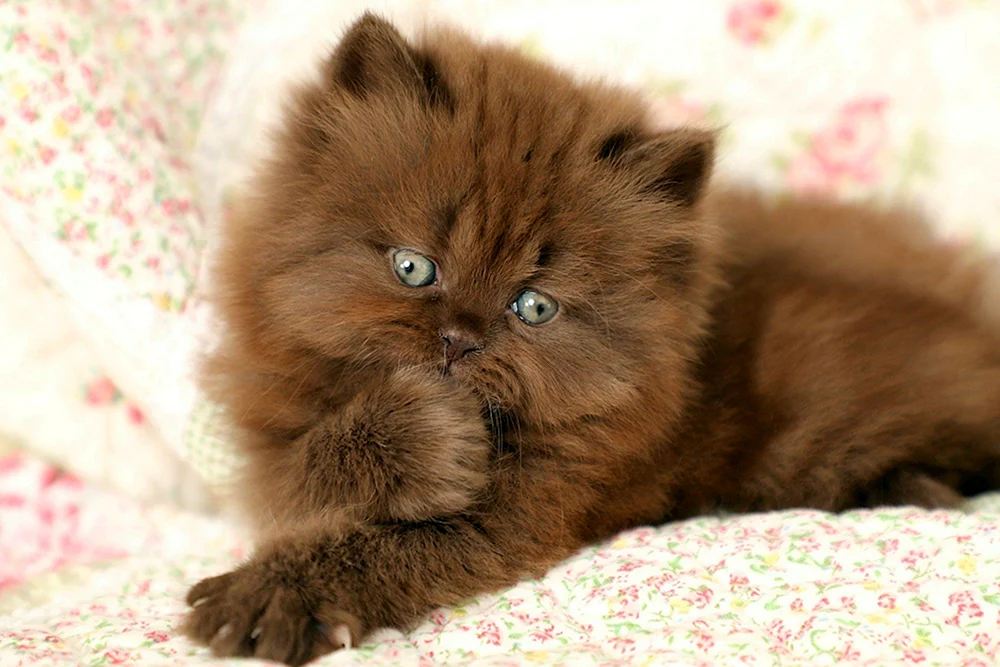 Chocolate bicolour britische Katze