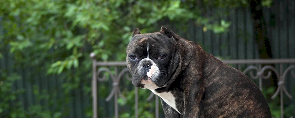 Shorty Bullie