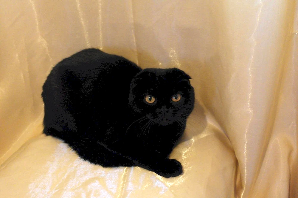 Schottische Schopfkatze schwarz
