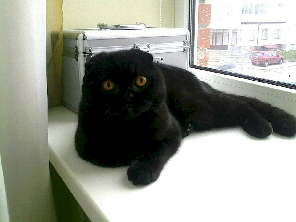 Schottische Meerkatze Highland Fold schwarz