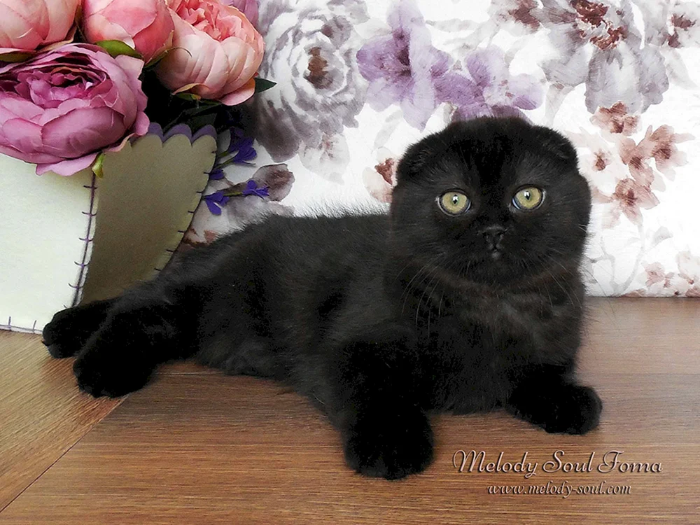 Schwarz Scottish lop kittens