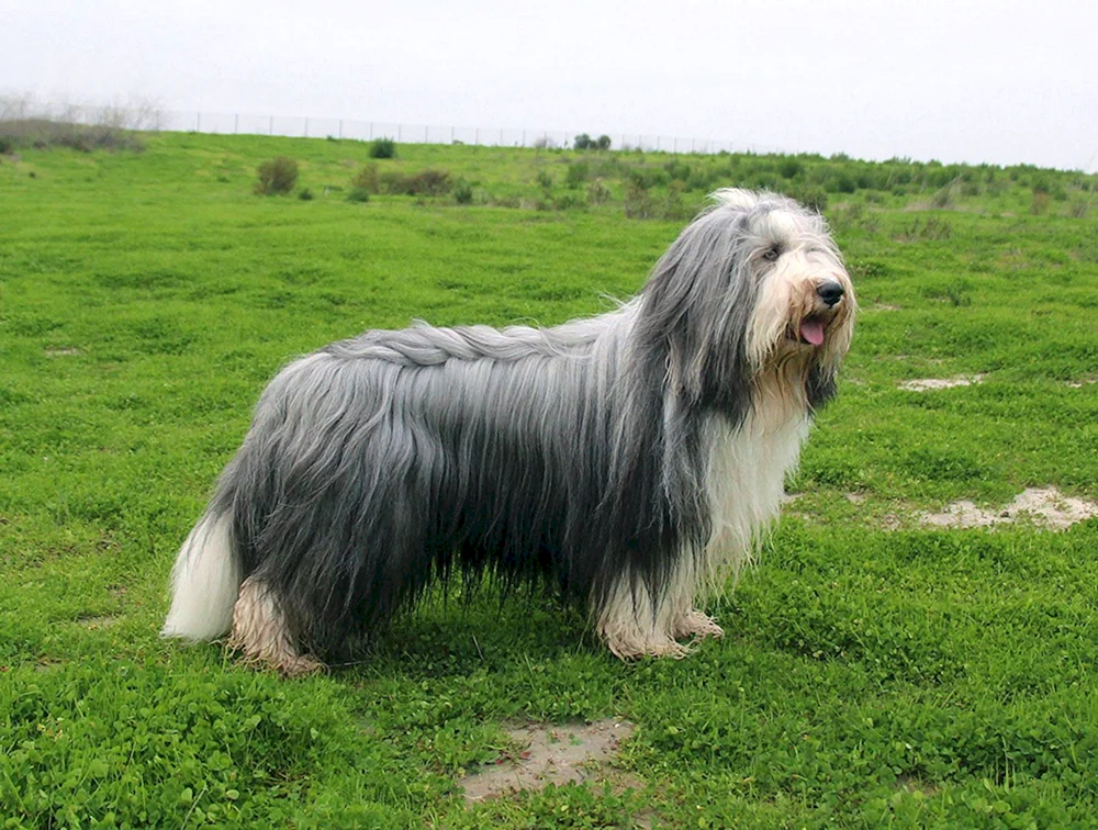 Schottischer Bearded Collie