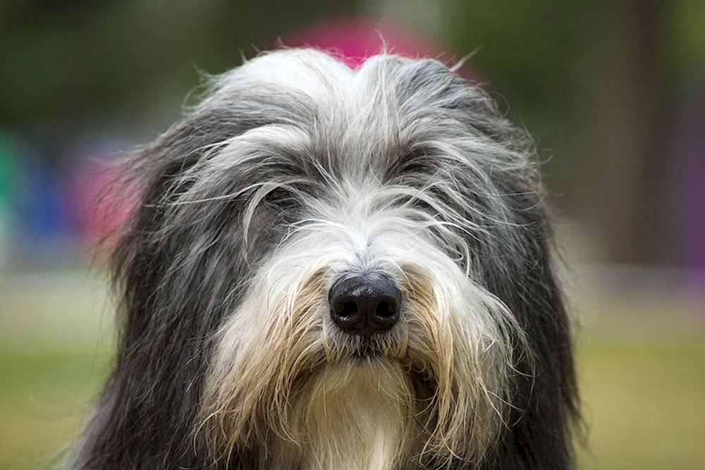 Mittelschnauzer