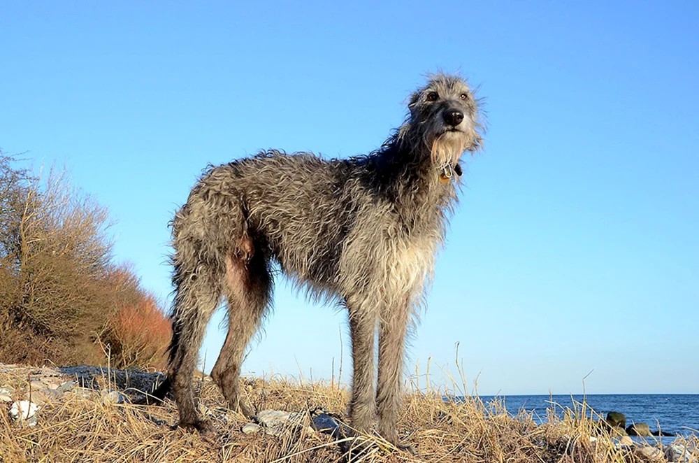 Skinny slouchy dog breed