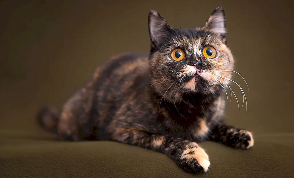 Schottische Schildpatt-Katze Katze