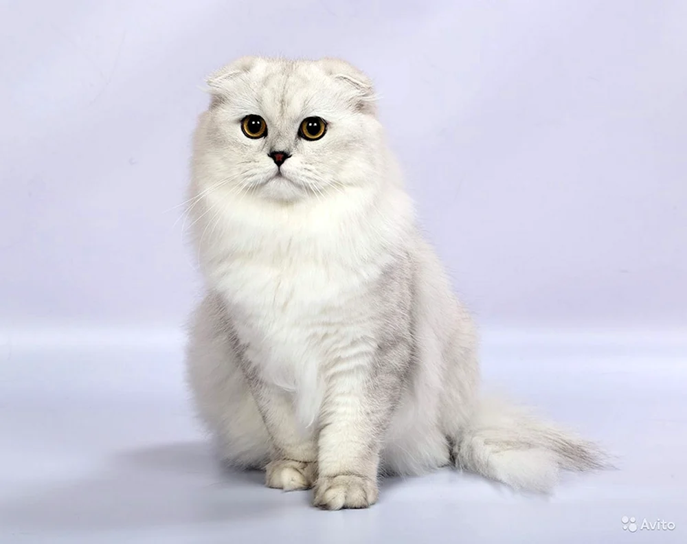Britische Langhaarkatze Golden