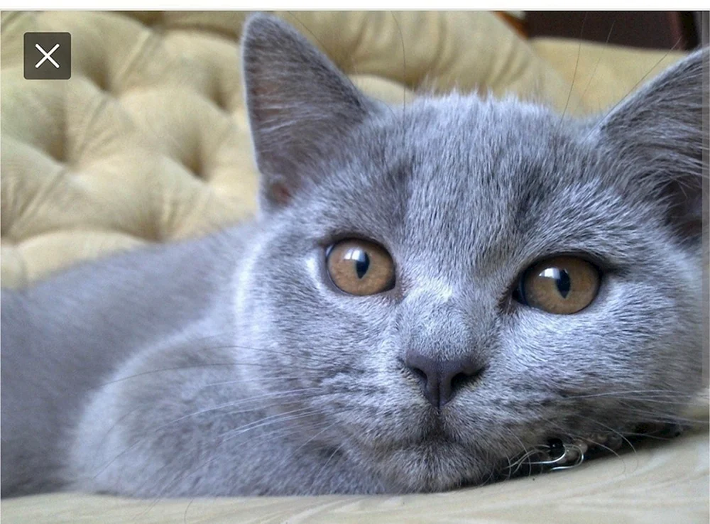 Schottisch Blaue Katze gerade grau